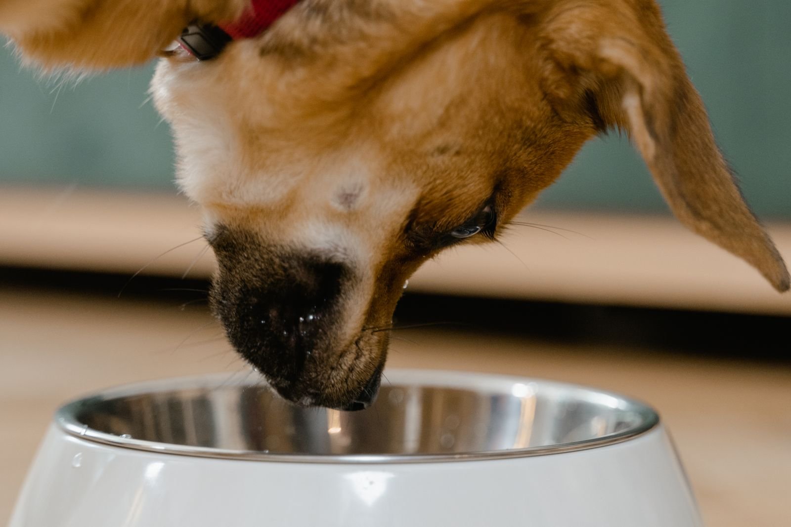 Dog eating from a stainless steel food bowl