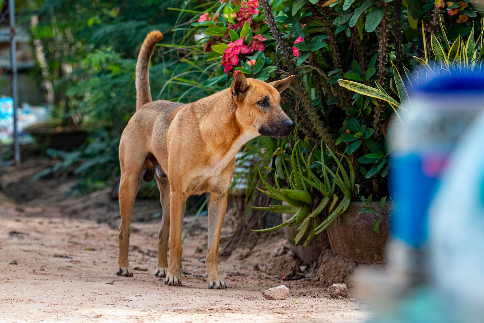 Dog standing in a garden among flowering plants