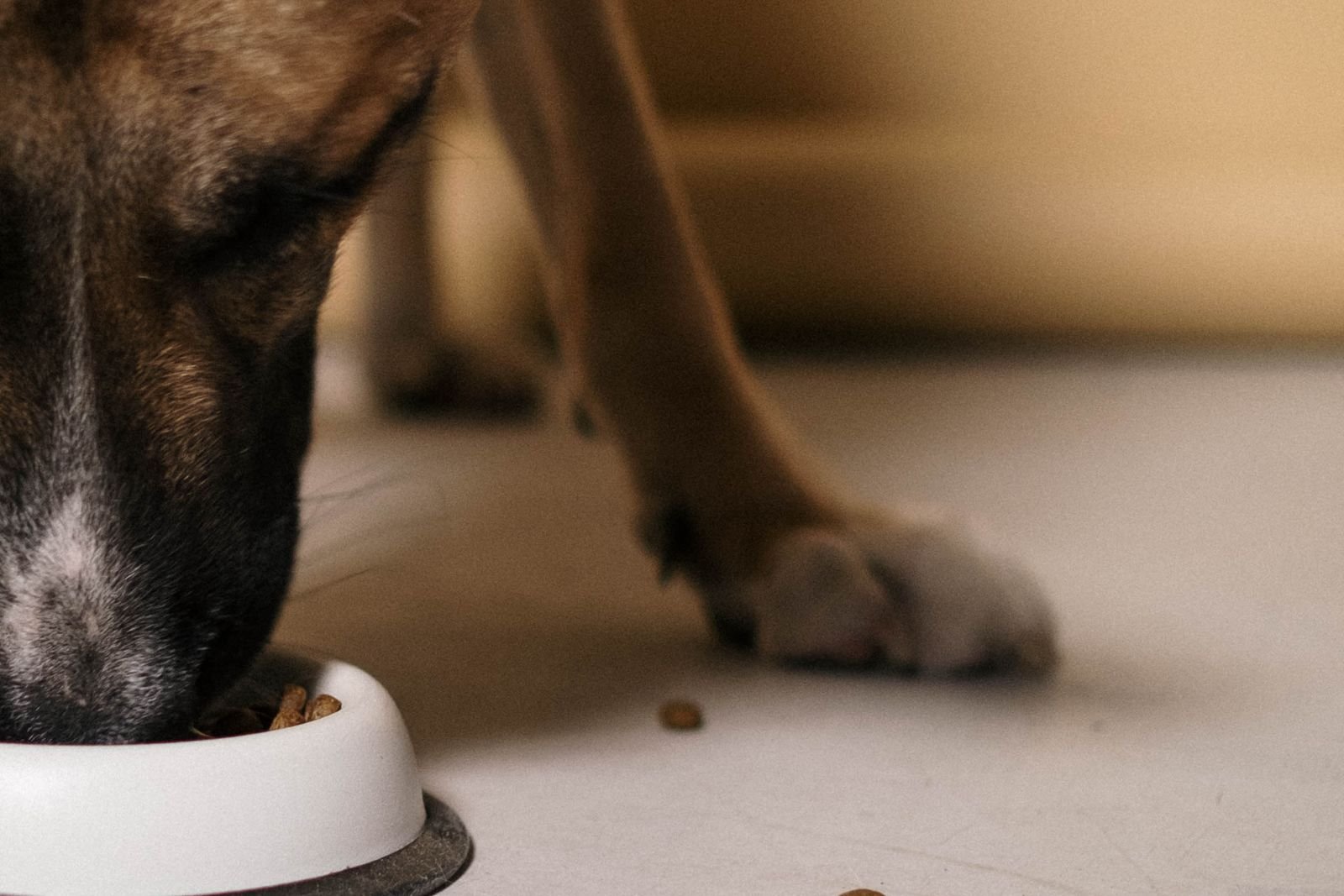 Dog eating kibble from a bowl on the floor
