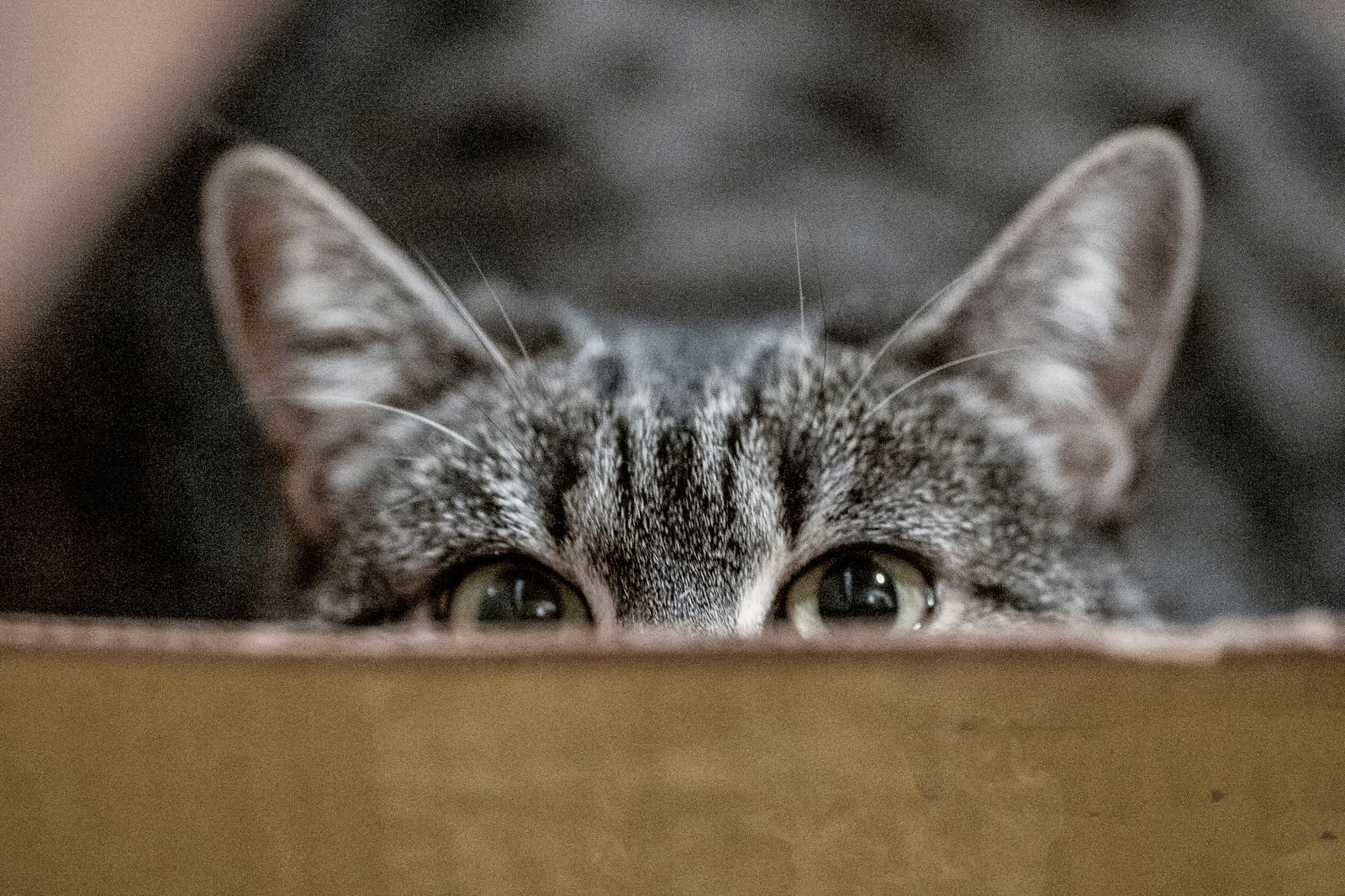 Grey tabby cat peeking over the edge of a box