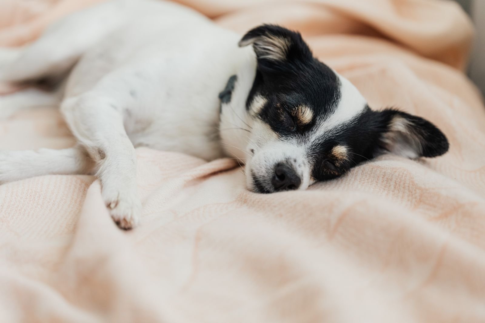 Small dog sleeping on a soft bed