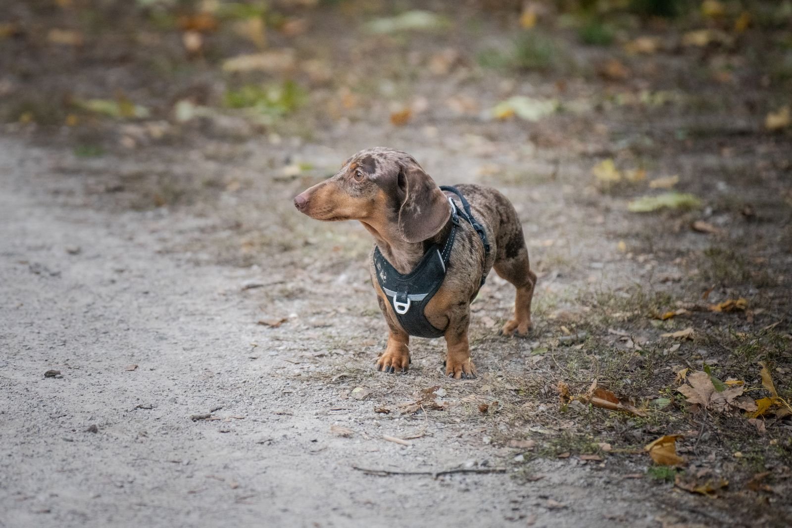 Dachshund wearing a harness on an outdoor walk