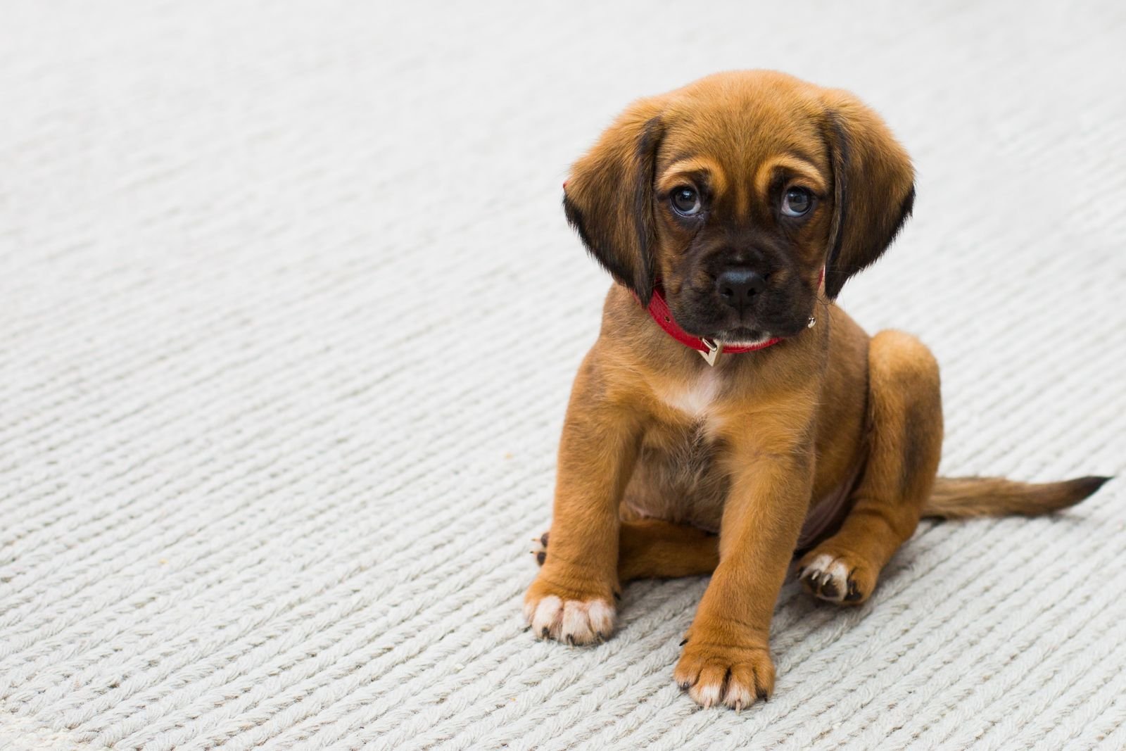 Puppy sitting on a light carpet