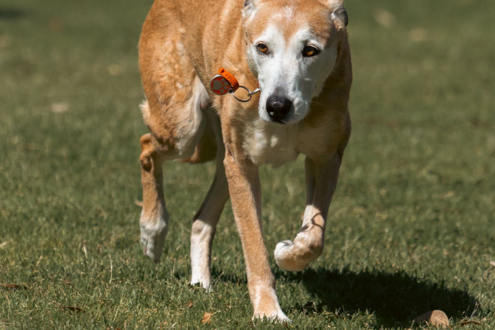 Older dog walking on grass in a sunny park
