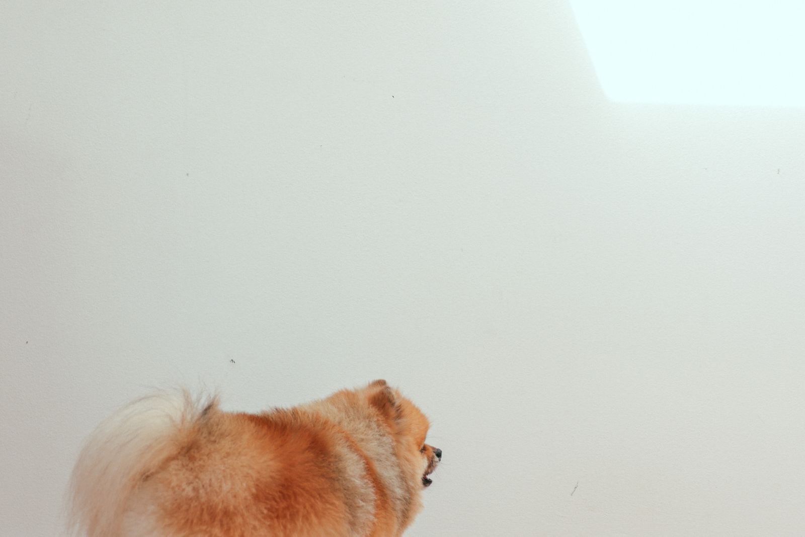 Pomeranian sitting away from its food bowl