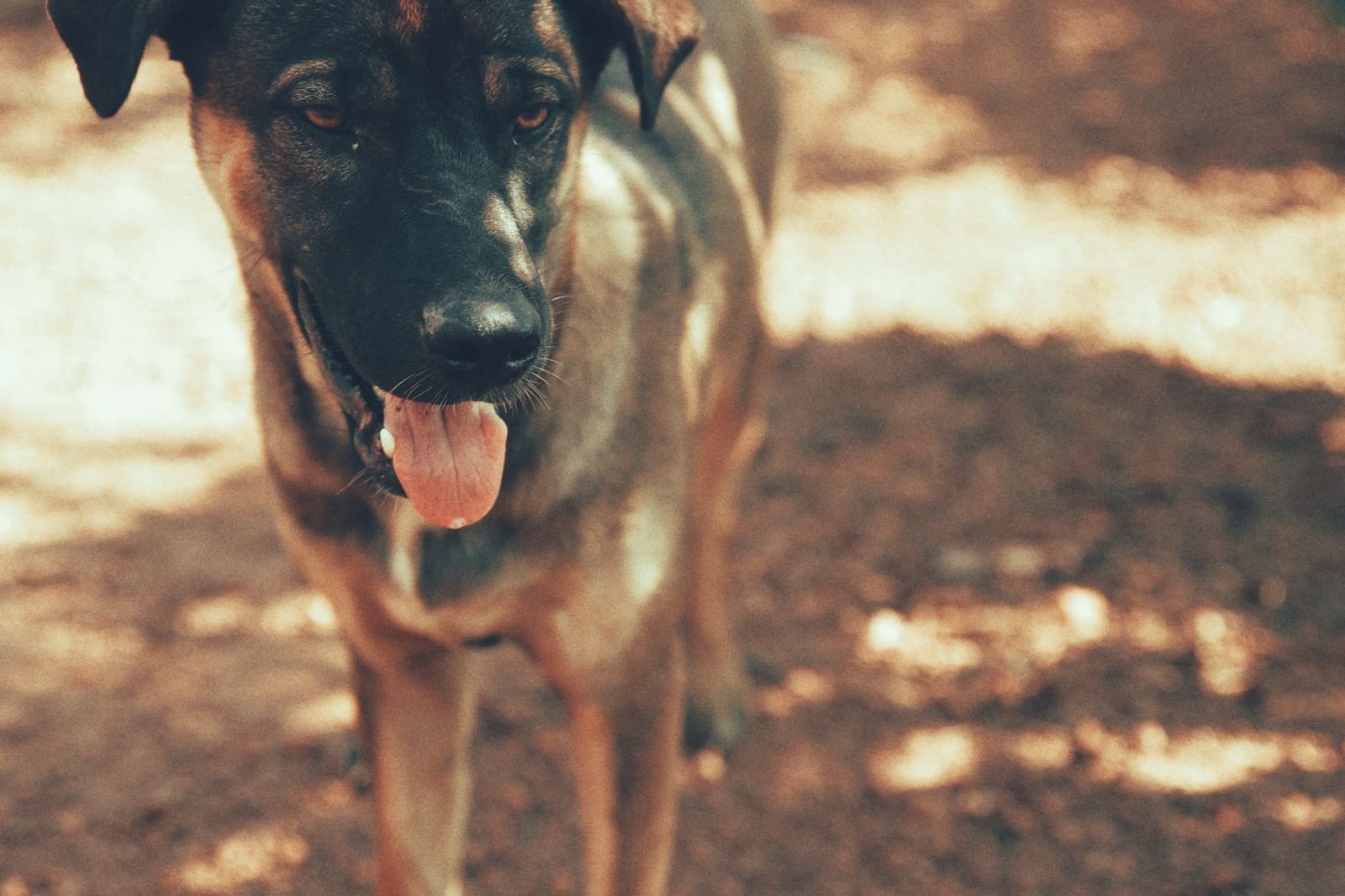 Panting dog outdoors on a hot sunny day