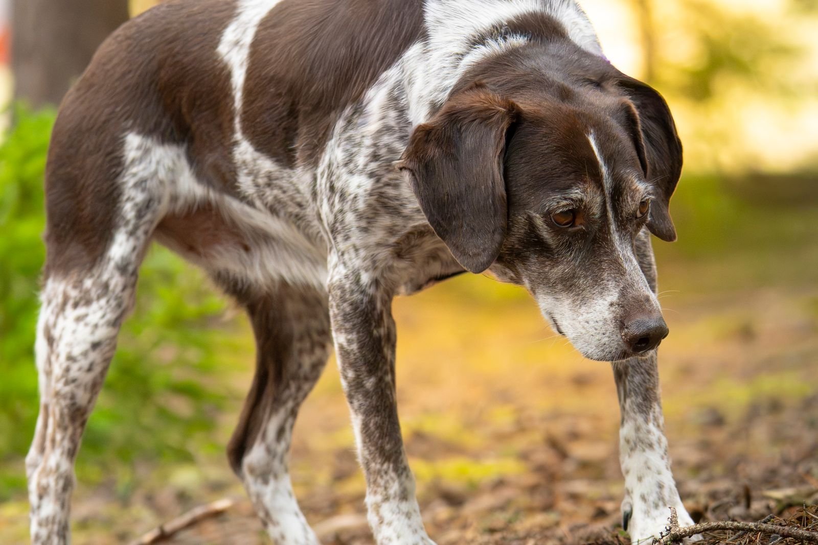 Senior pointer dog with grey muzzle walking outdoors