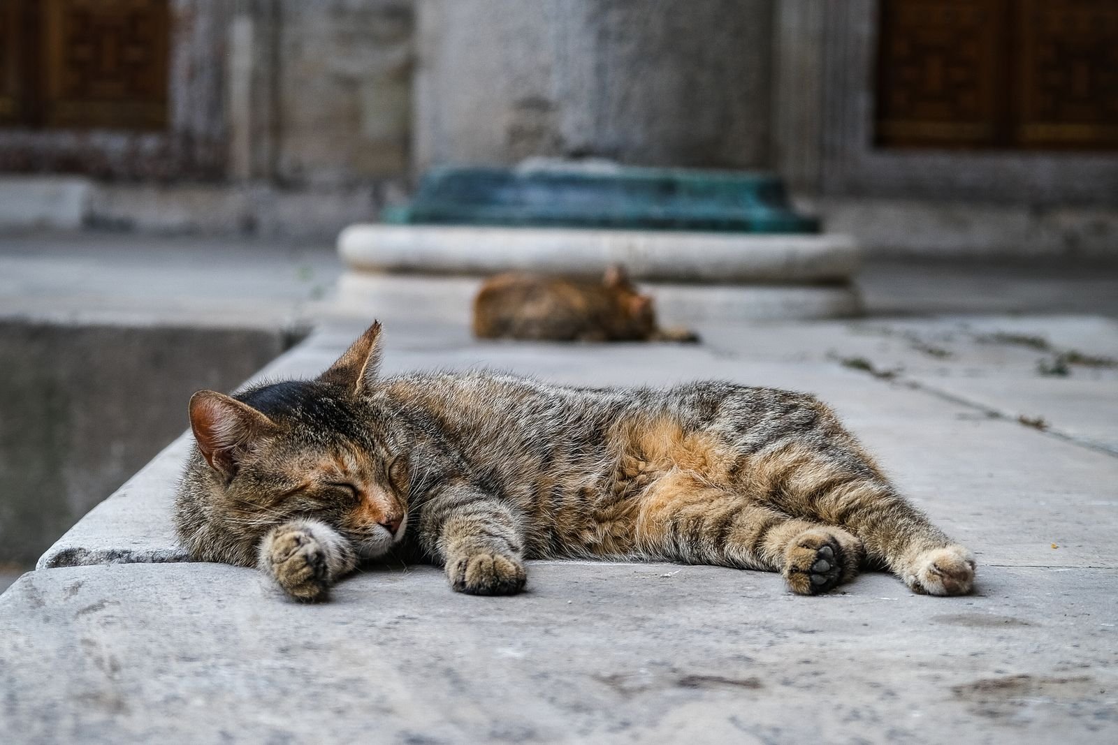 Tabby cat resting on a warm stone ledge