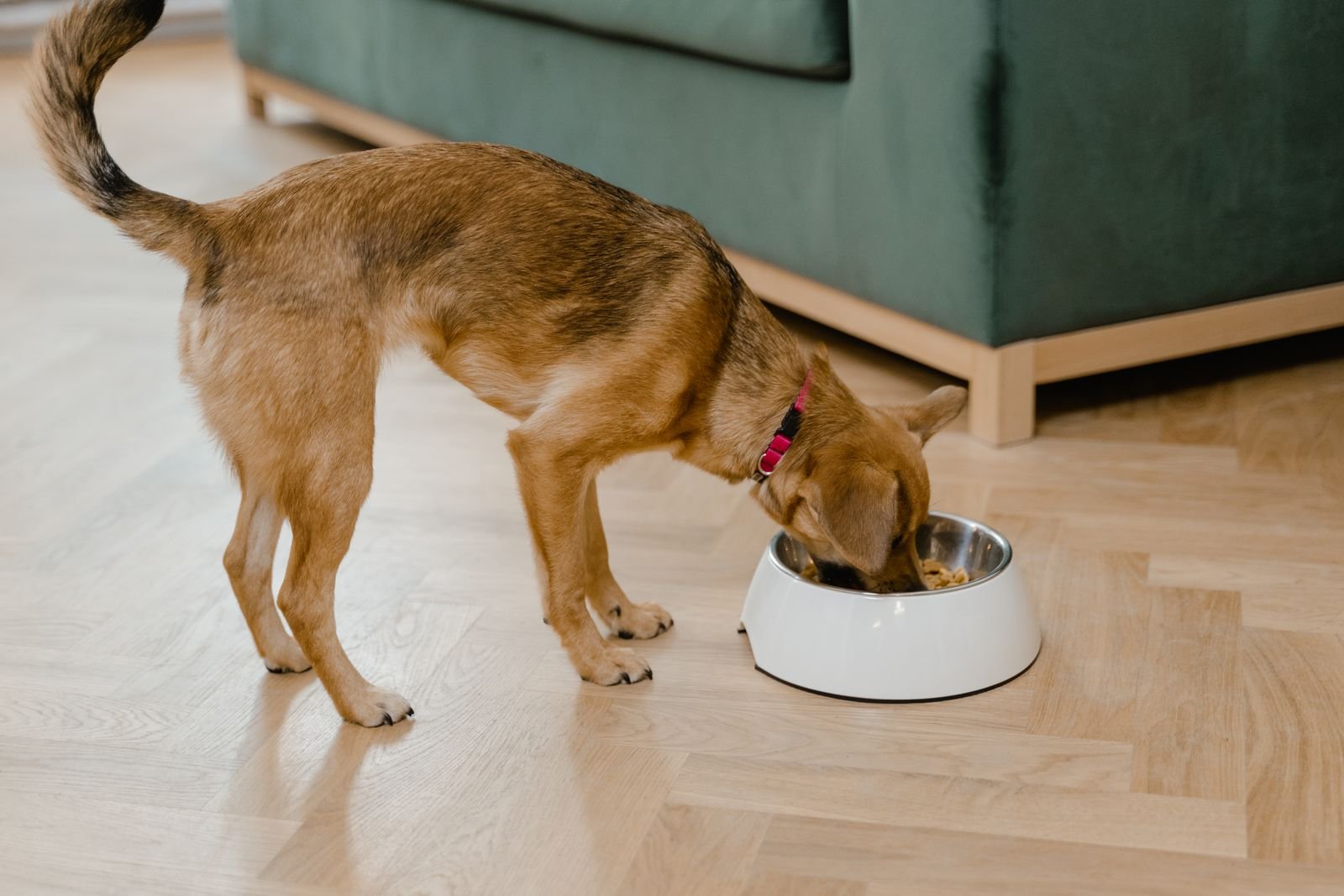 Small brown dog eating from a bowl at home