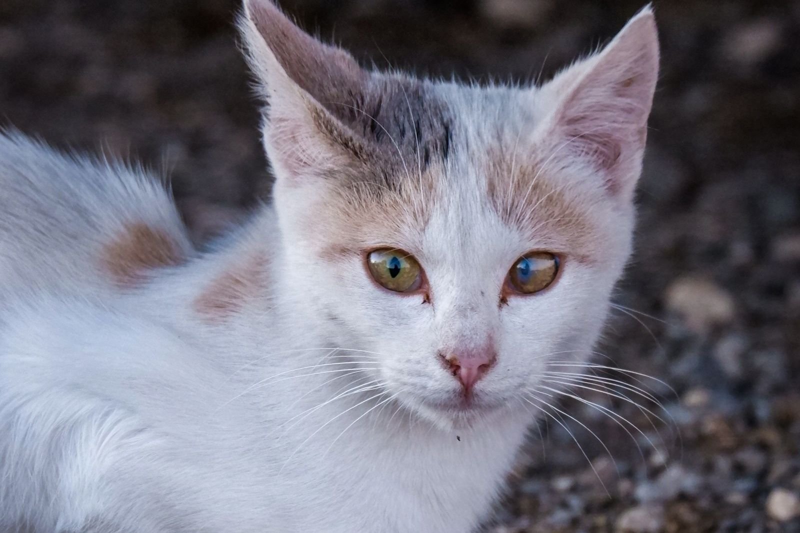 Close-up of a small stray kitten looking at the camera