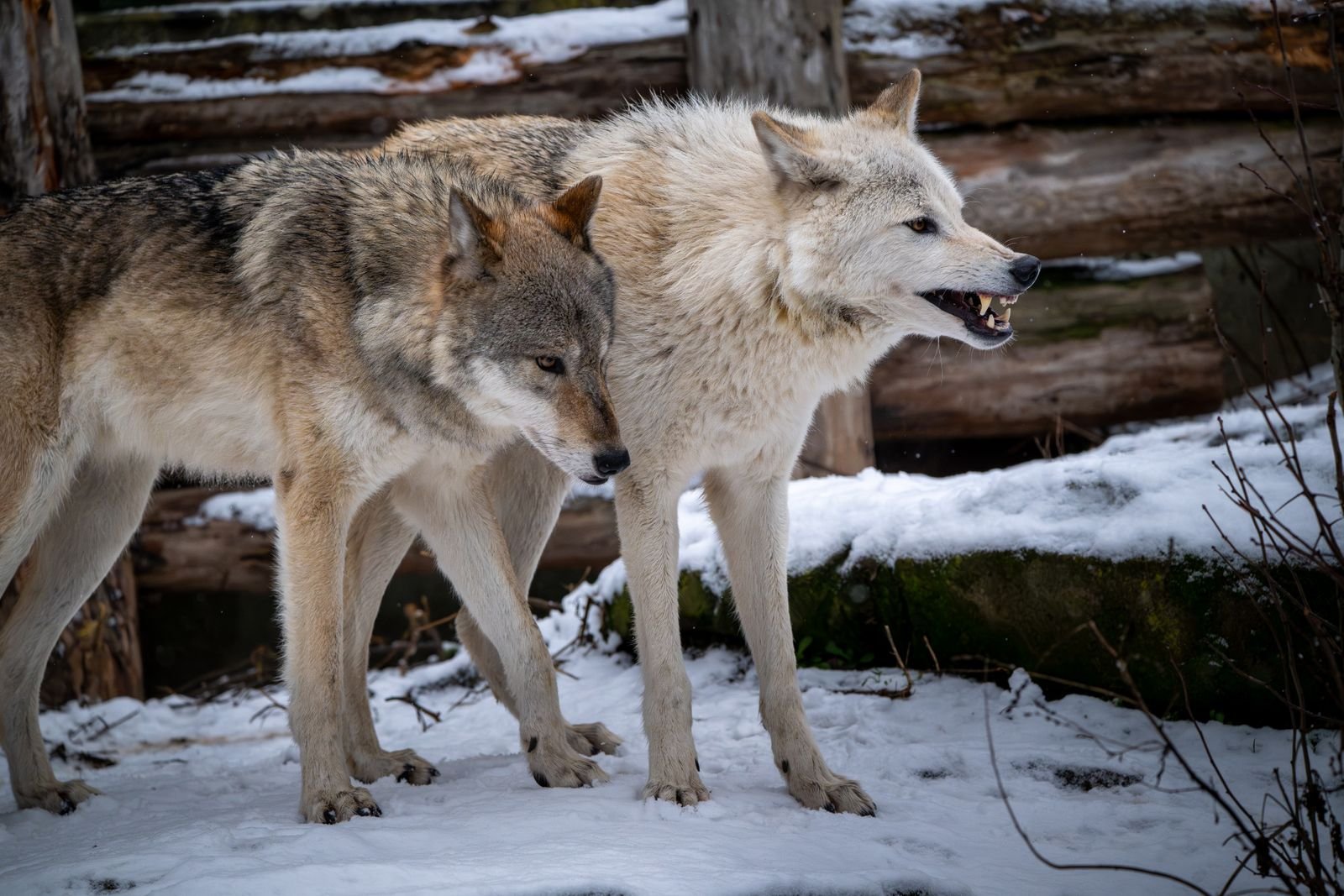 Two wolves standing together in a snowy forest