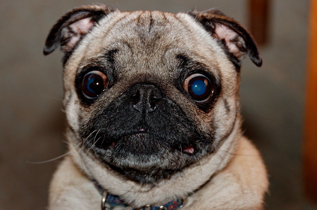 Pug with a flat face, showing the shortened muzzle typical of brachycephalic breeds