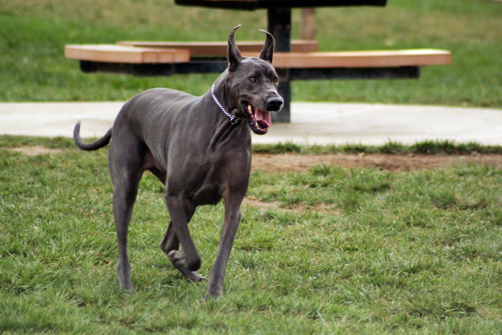 Great Dane running across grass, a giant breed