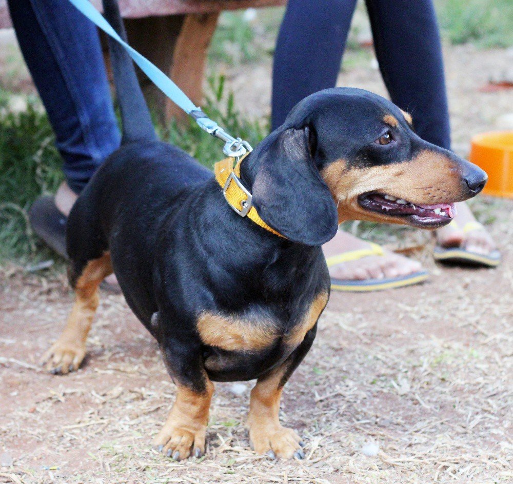 Dachshund on a lead, showing the long back and short legs