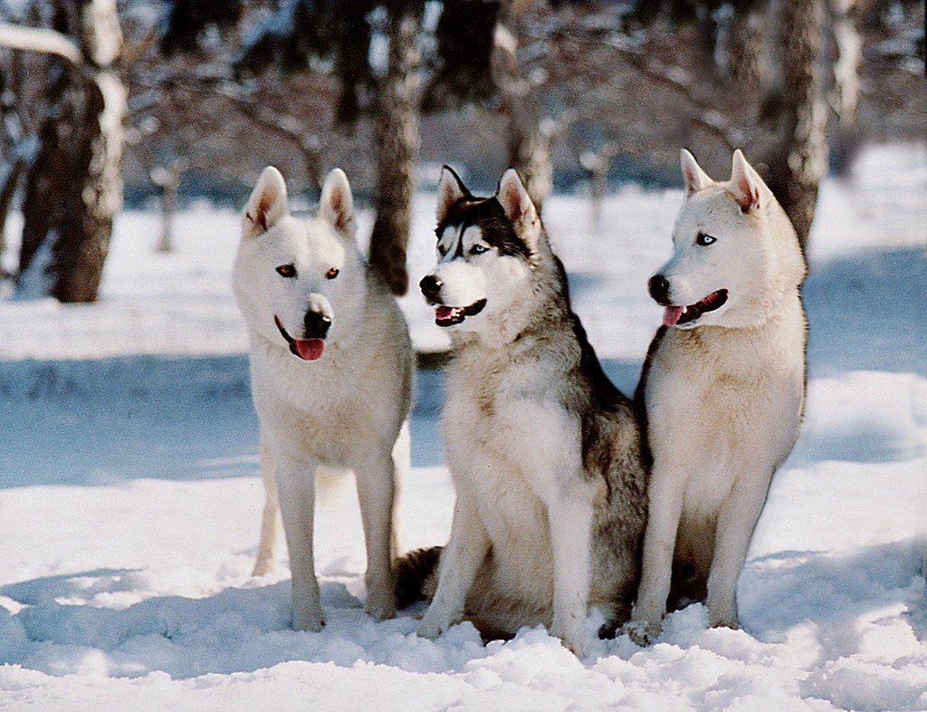 Three huskies sitting in snow, thick double-coated northern breeds