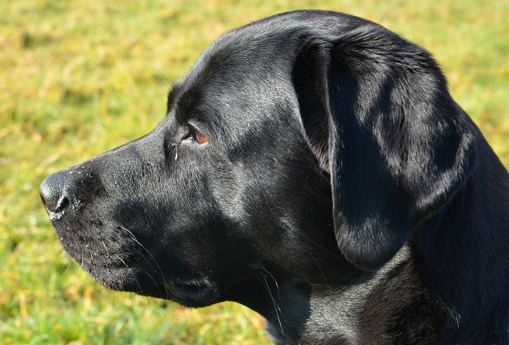 Black labrador retriever in profile outdoors