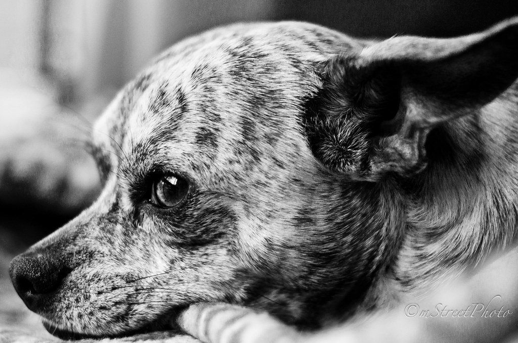 Close-up of a chihuahua, a toy breed