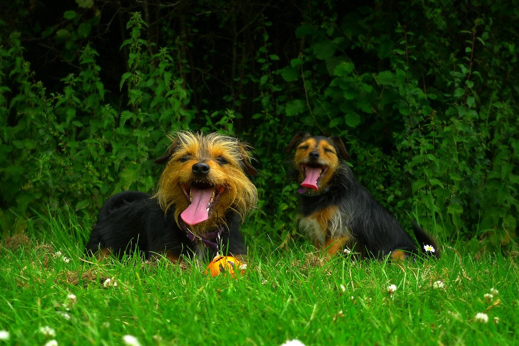 Two dogs resting in grass on a warm day
