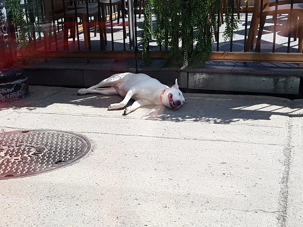 Older dog resting