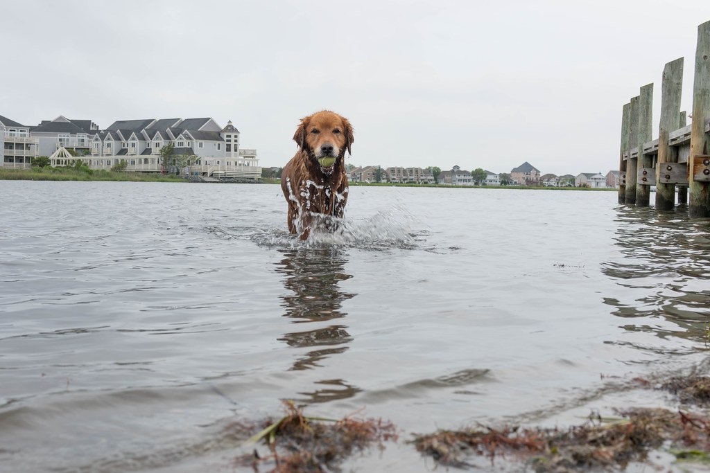 Young dog playing in water