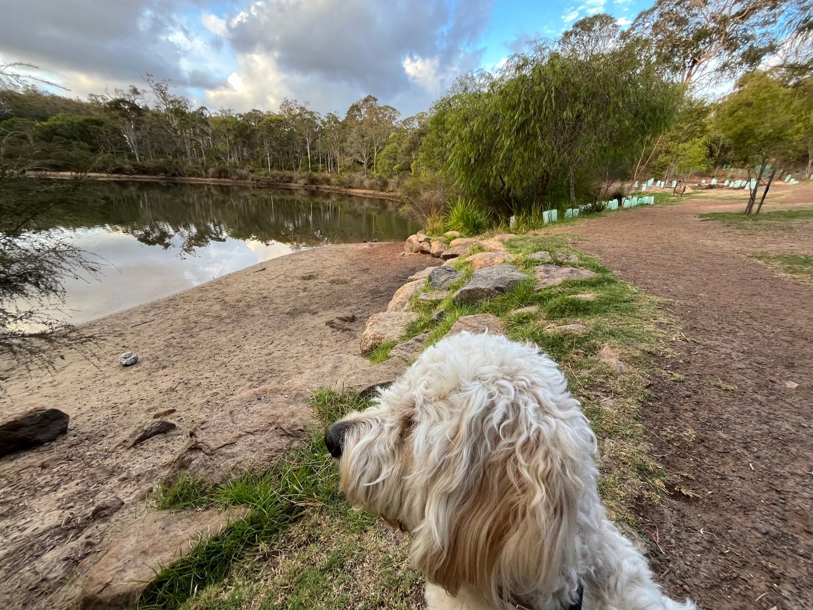Arlo, a cream labradoodle, looking out across a lake at dusk