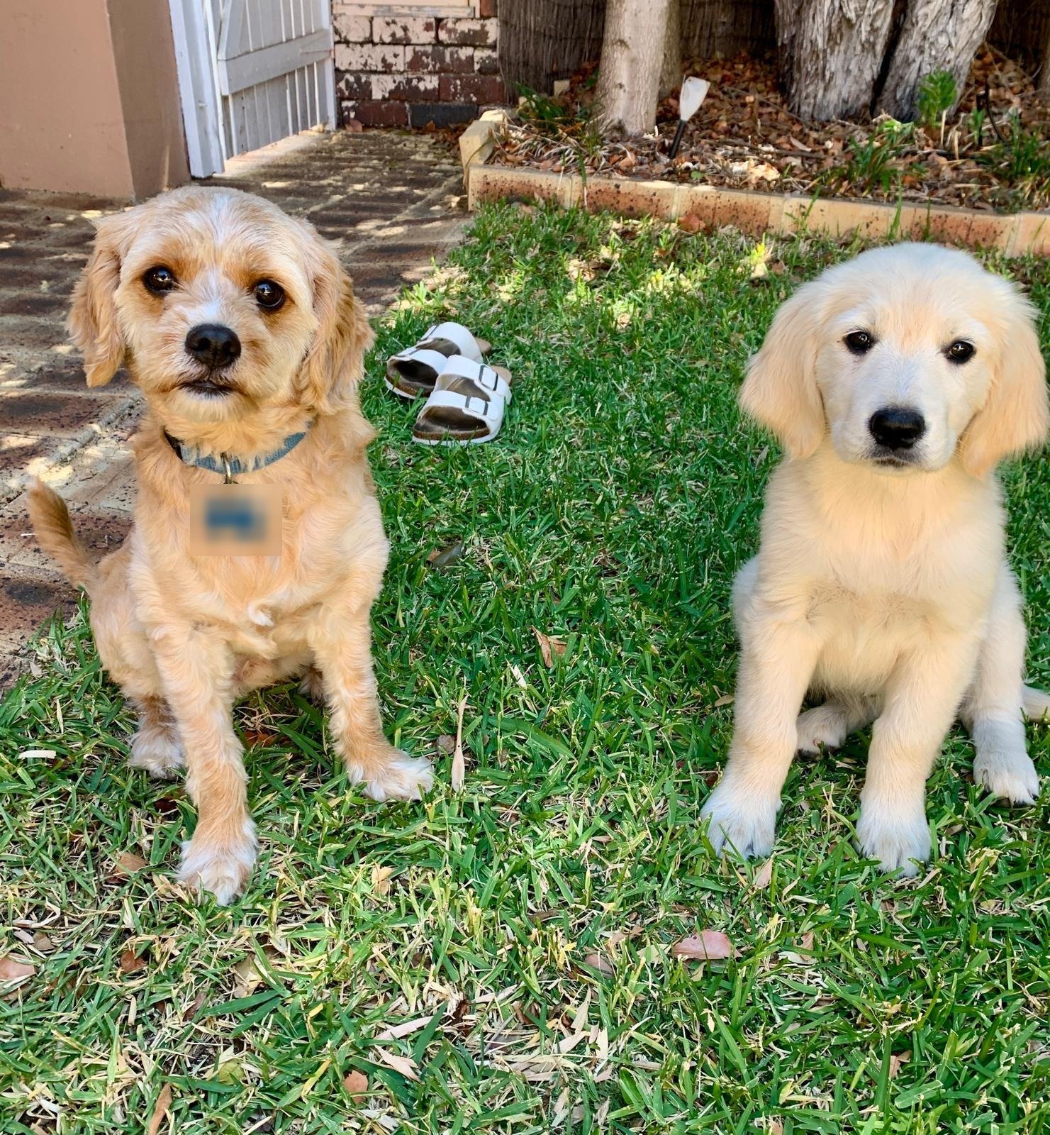 Bailey, an apricot cavoodle, sitting on the grass beside Summer, a cream golden retriever puppy