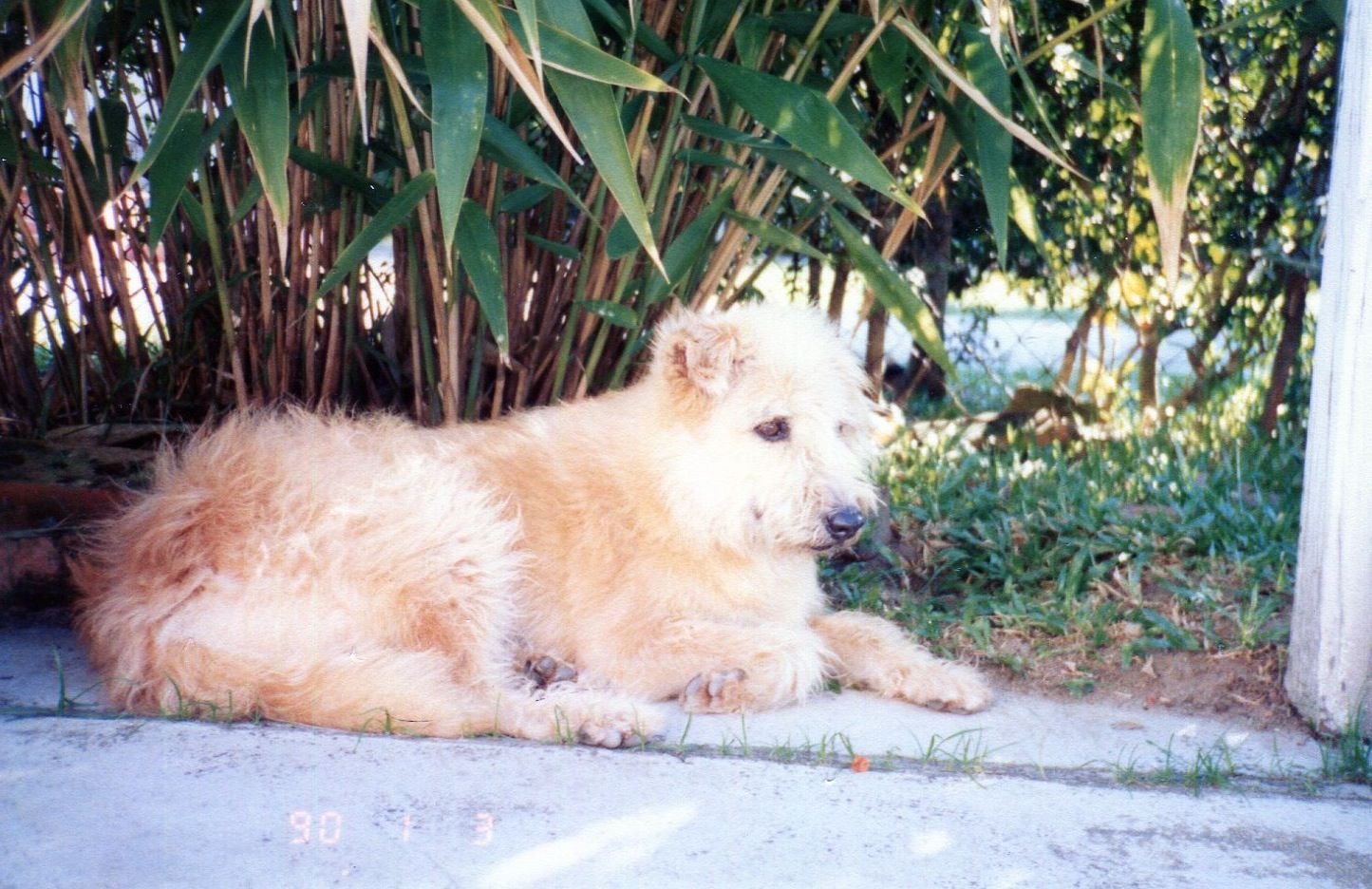 Cherry, a cream wavy-coated dog, lying in the shade beside bamboo