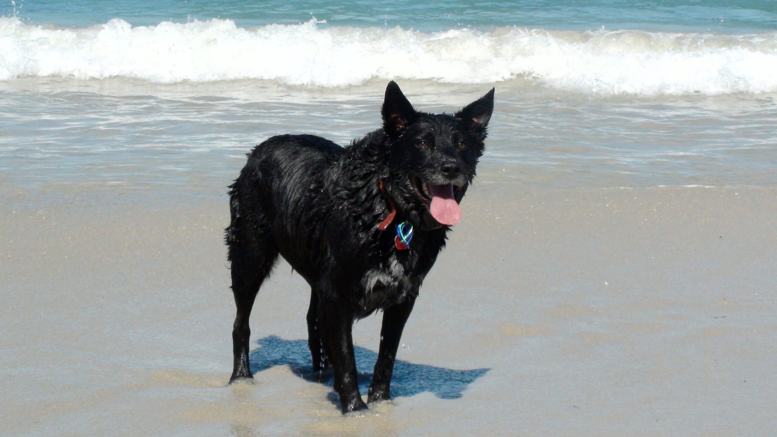 Cooper, a black dog standing in shallow surf at the beach