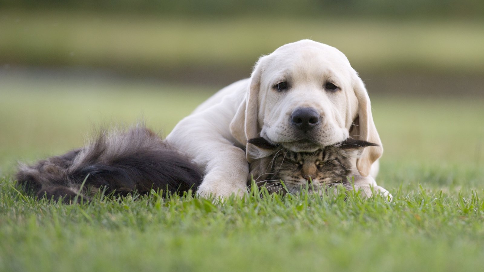 Yellow labrador puppy resting its head on a tabby cat, lying together in grass