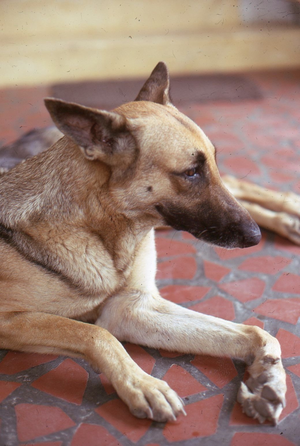Max, a tan short-coated shepherd-type dog, resting on a tiled floor