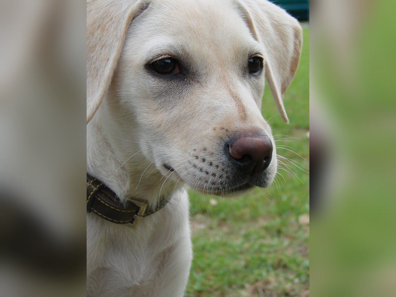 Milly, a yellow labrador wearing a leather collar, looking out across the grass
