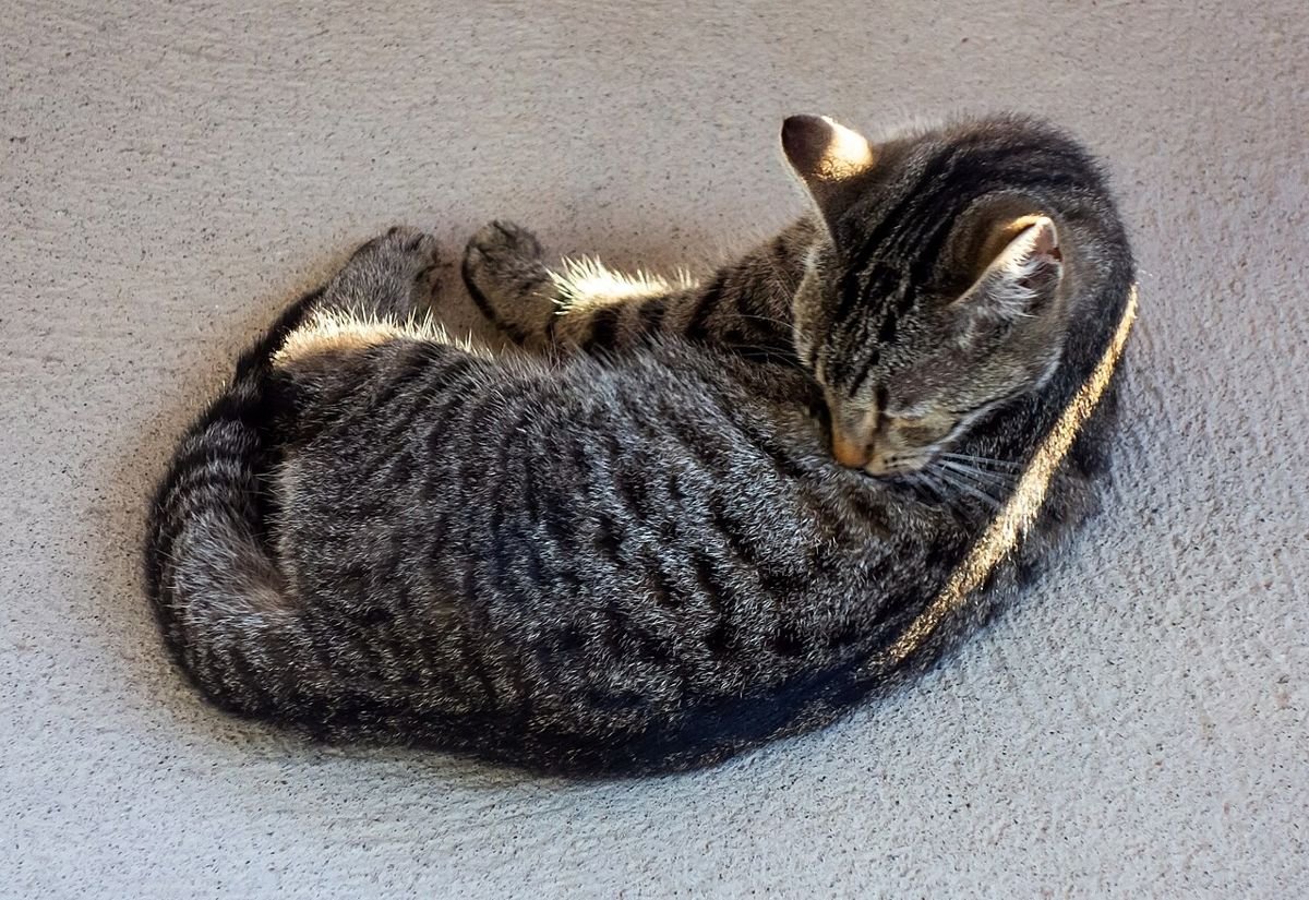 Young silver and black tabby cat curled up on a concrete floor, licking its fur to groom itself