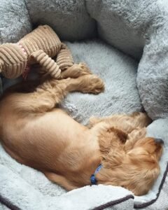 Golden puppy asleep in a grey bolster dog bed with a plush toy