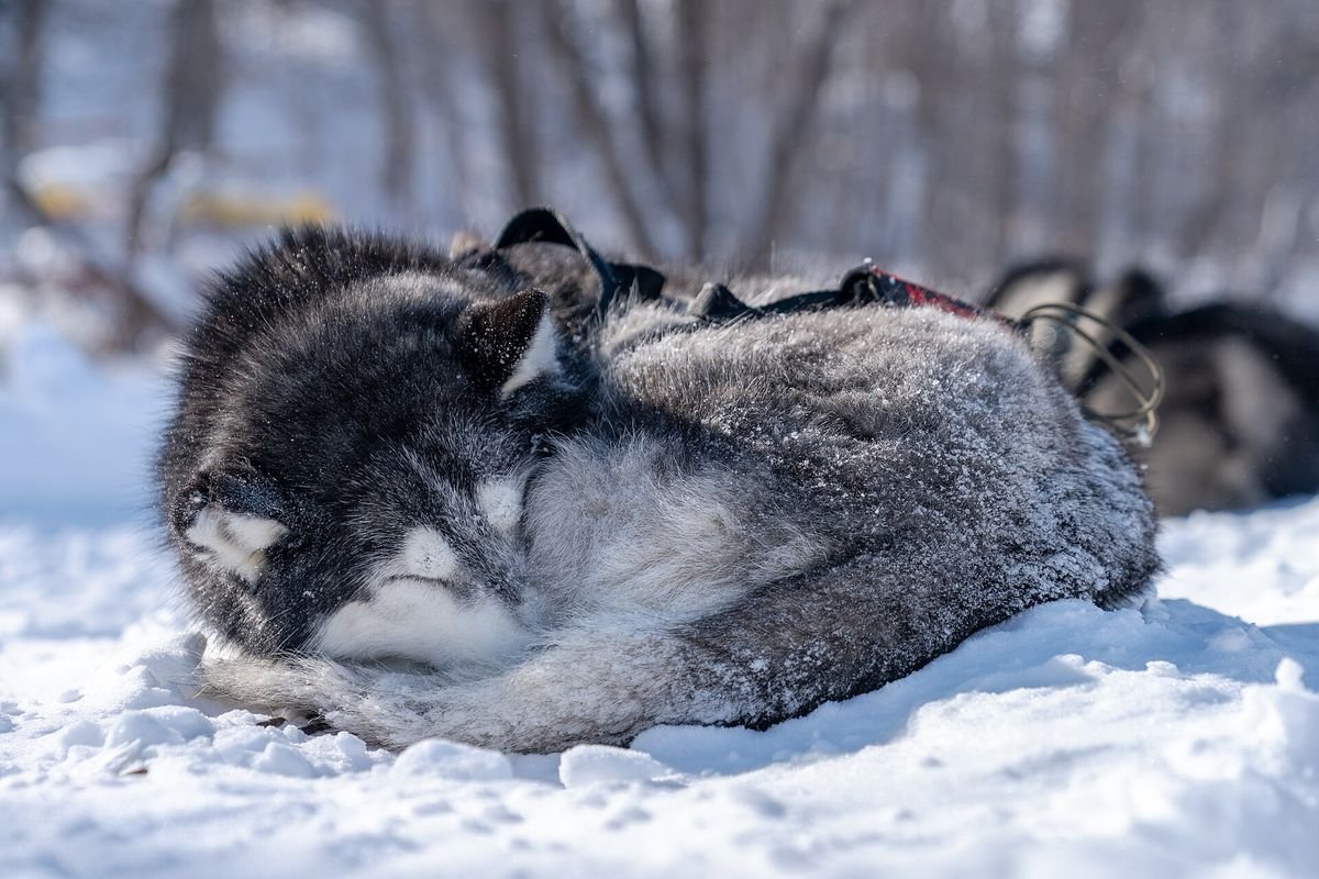 Siberian husky curled up asleep on snow with its thick double coat