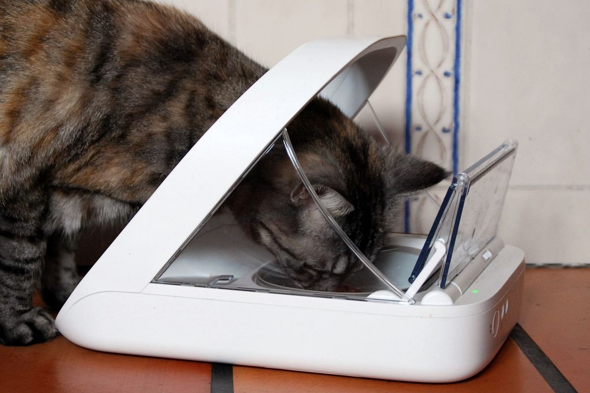 Tabby cat eating from a white covered microchip-controlled pet feeder
