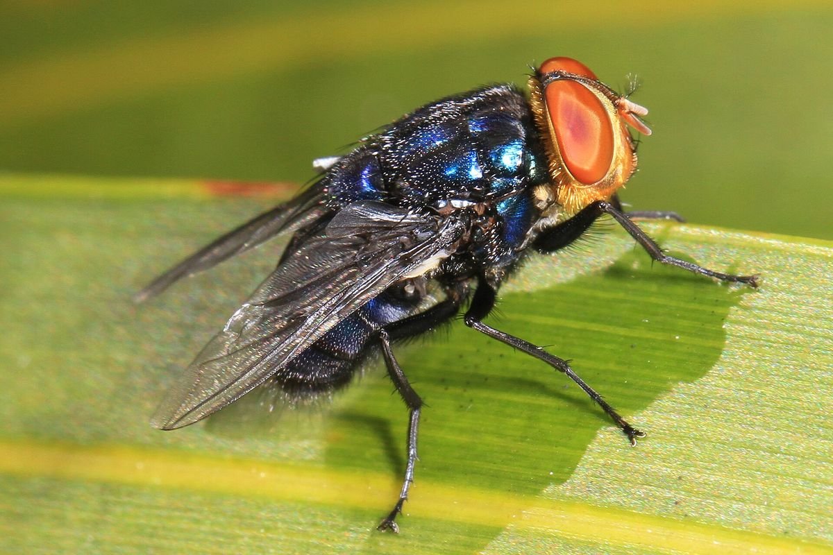 Adult New World screwworm fly with a metallic blue body and orange eyes resting on a leaf