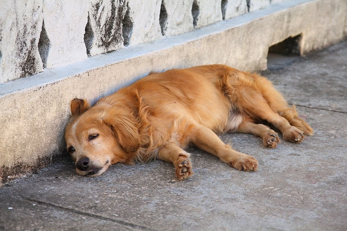 Sleepy senior mixed-breed dog lying outdoors with a gray muzzle