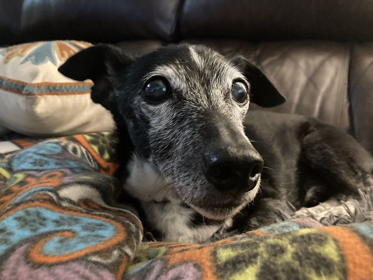 Small gray-muzzled senior mixed-breed dog resting on a sofa with a patterned blanket