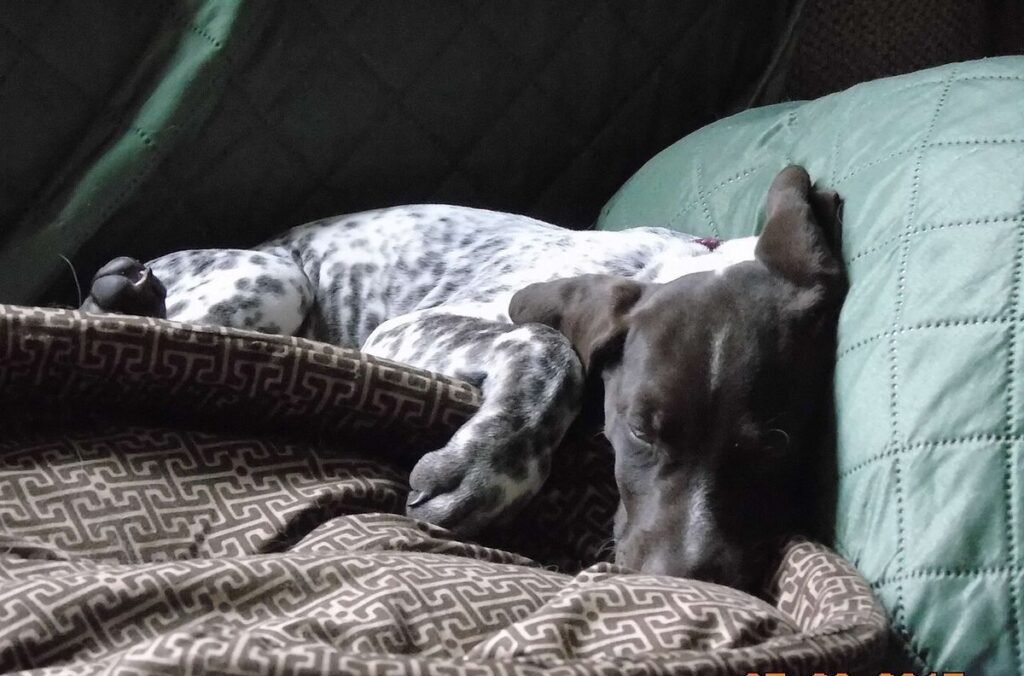German Shorthaired Pointer puppy asleep on a sofa cushion