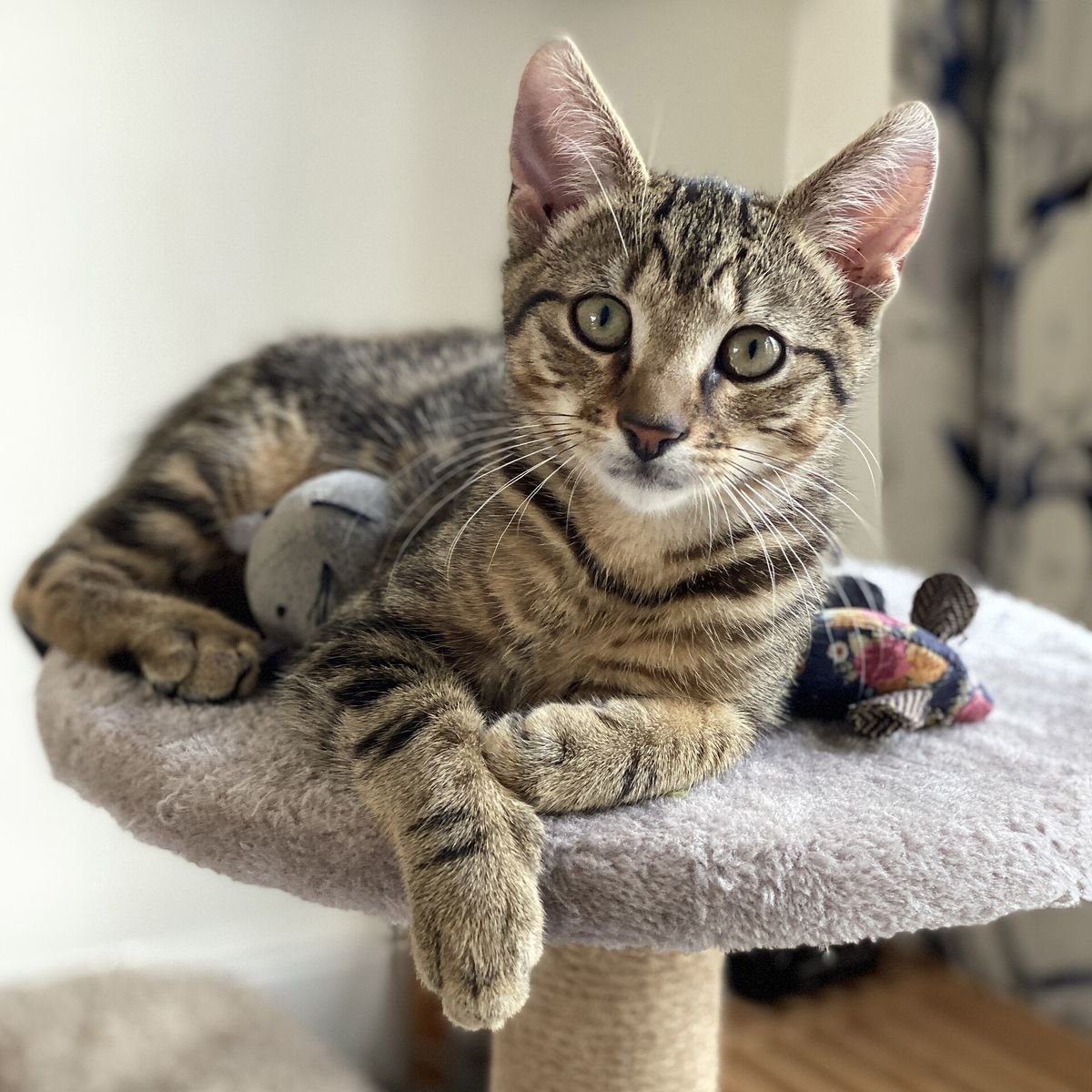 Tabby cat resting on a cat tree platform next to small plush toy mice
