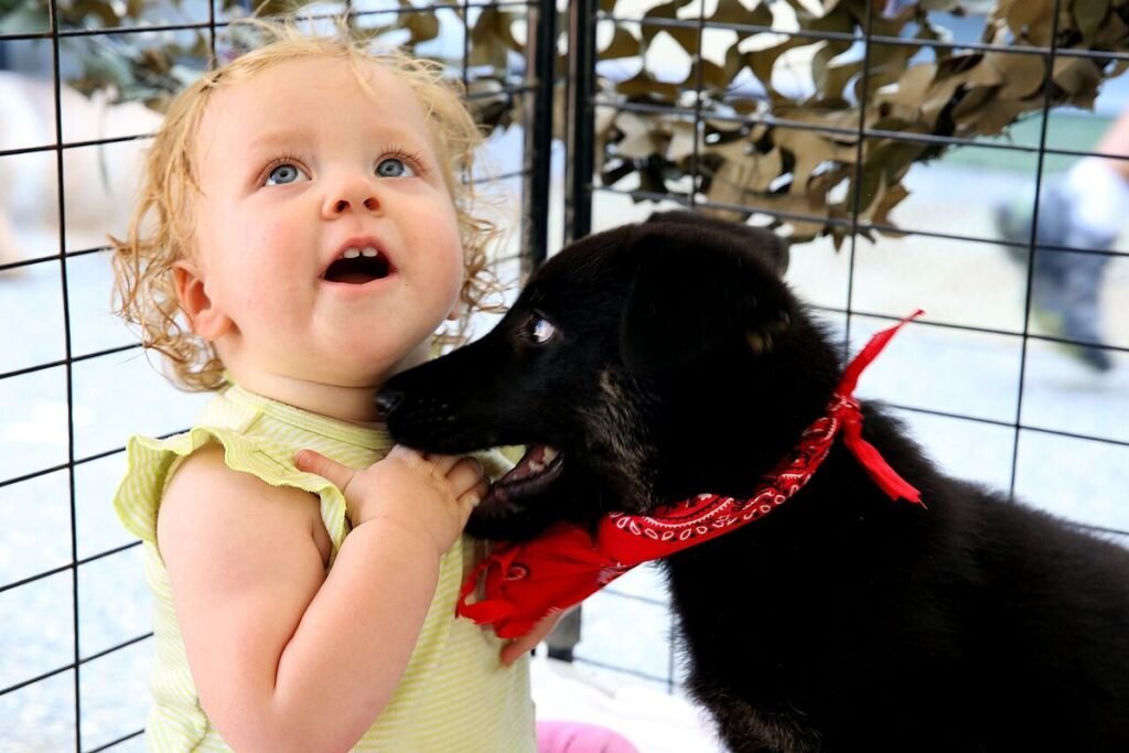 Toddler girl hugging a black dog in a red bandana at a shelter adoption event