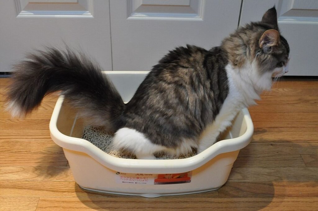 Tabby-and-white cat sitting in a white litter box