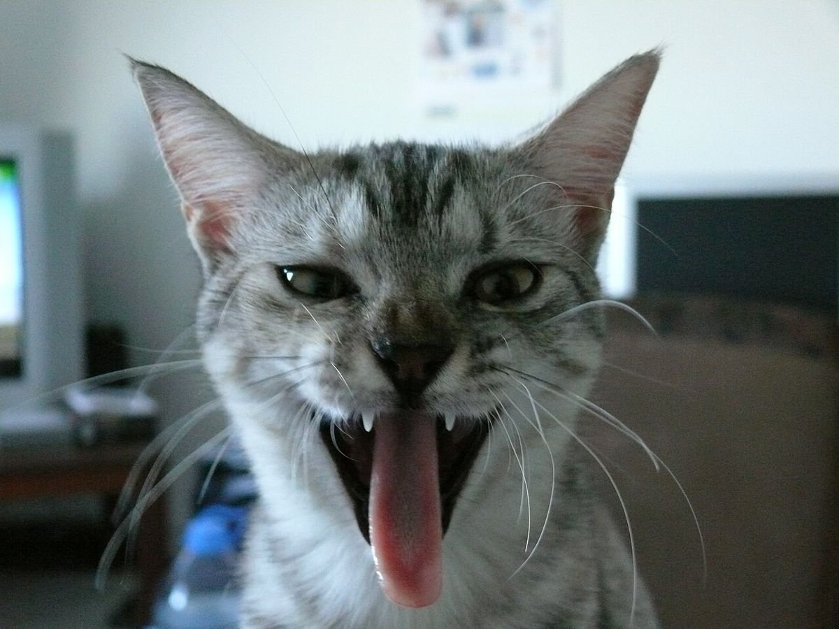 Gray tabby cat mid-yawn with its mouth wide open, showing its teeth, gums and tongue
