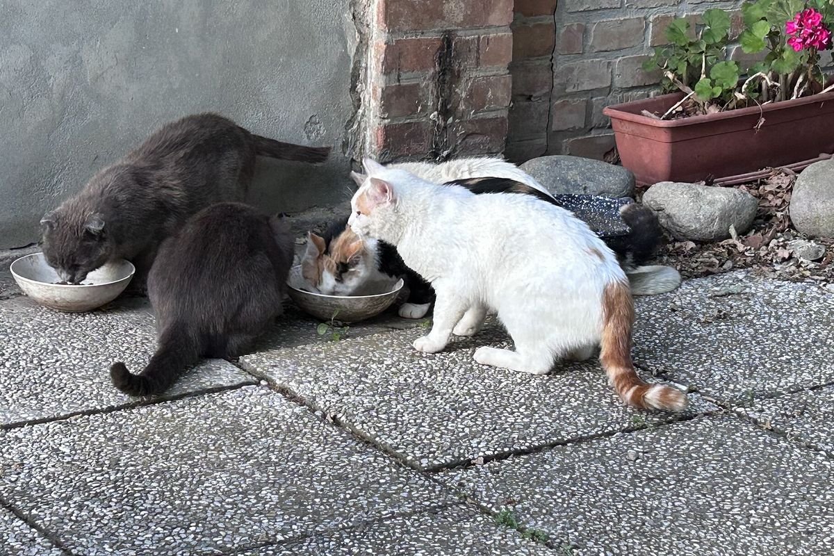Several cats eating from bowls on a patio
