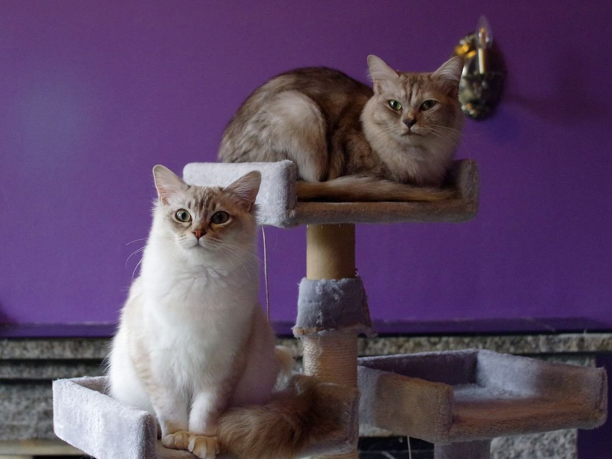 Two cats, one white and one tabby, sitting on a multi-level cat tree