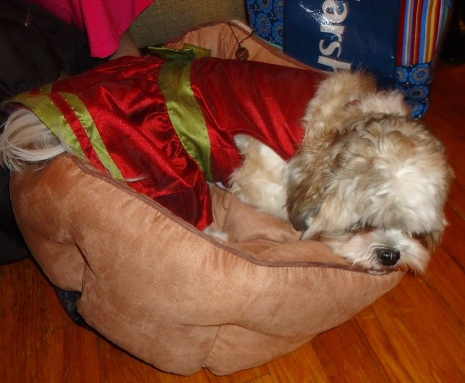 Dog sleeping in a soft padded dog bed