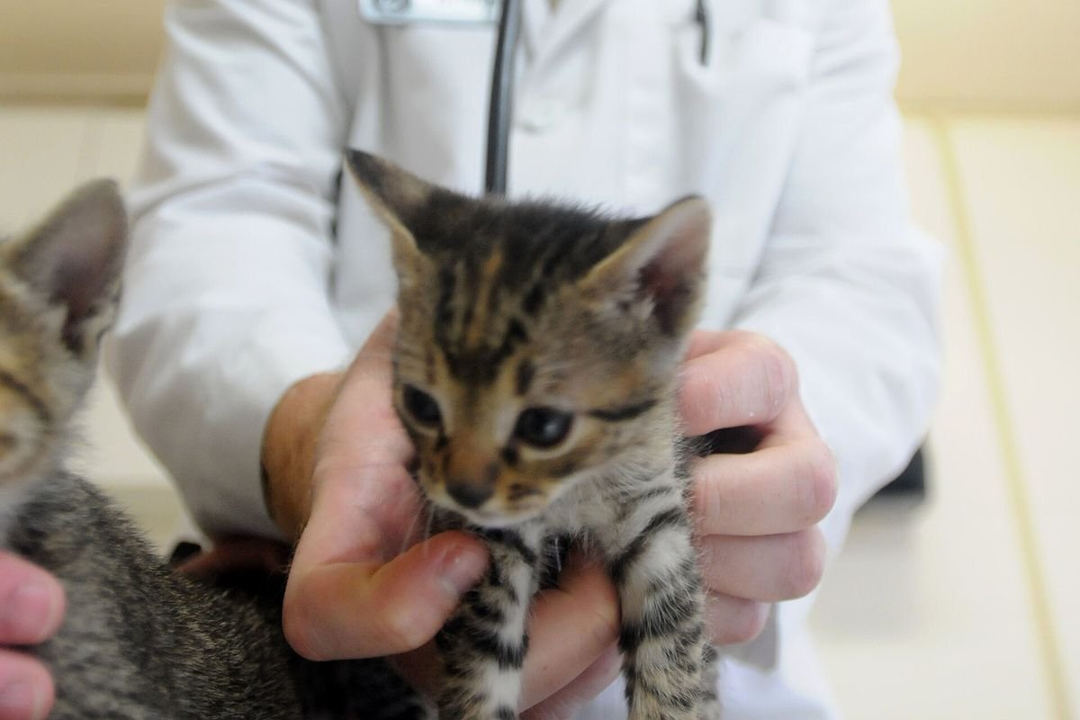 Veterinarian holding a tabby kitten during an exam