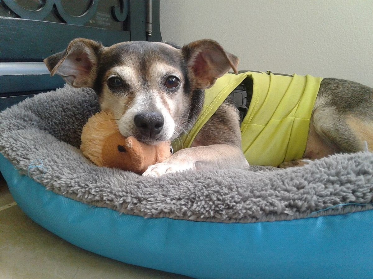 Small dog in a yellow sweater lying in a round padded dog bed with a toy