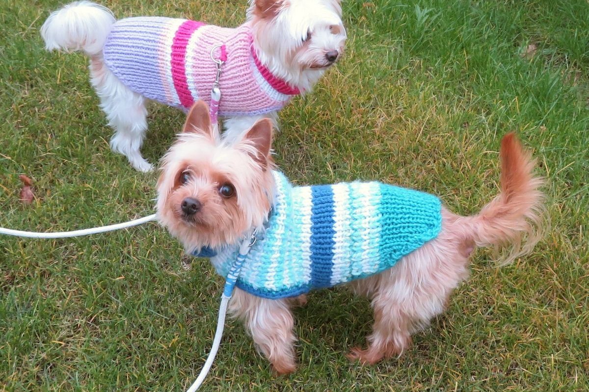 Two small dogs on leashes wearing knitted sweaters on a lawn