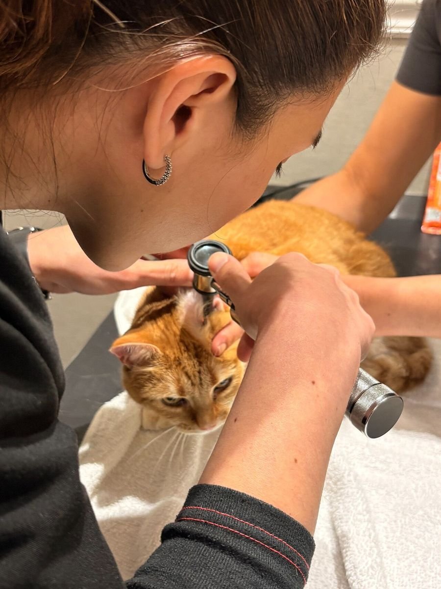 Veterinary worker using an otoscope to look inside the ear of an orange tabby cat on an exam table